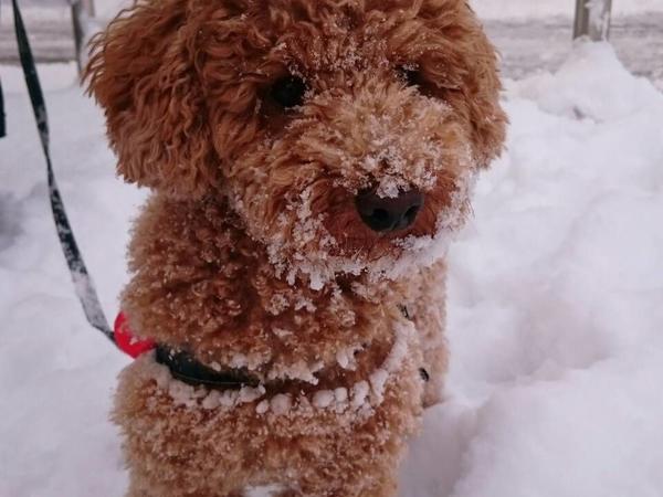 我が家の愛犬トイプーの茶々丸さん♡